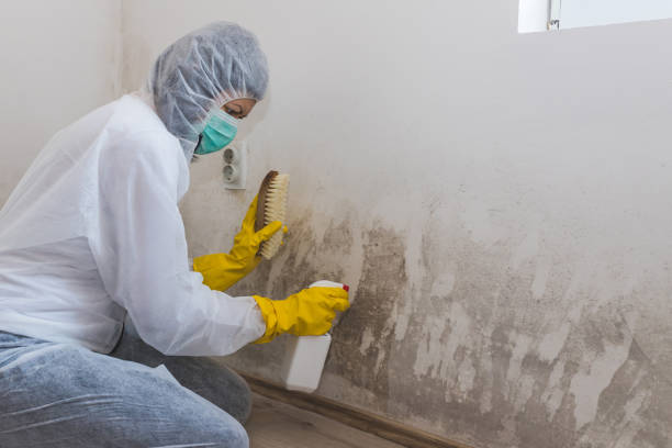 Best Mold Remediation for Healthcare Facilities  in Soldotna, AK