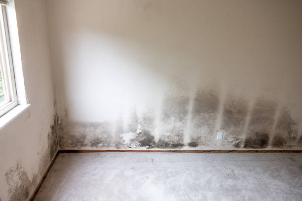 Best Emergency Mold Remediation  in Soldotna, AK
