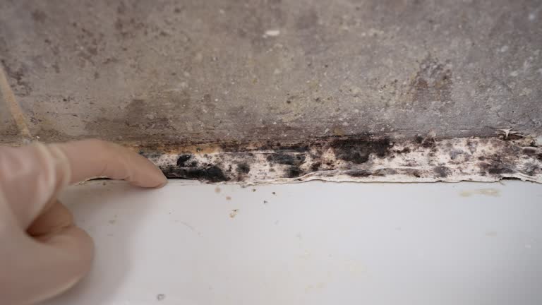 Reliable Soldotna, AK Mold Removal Solutions