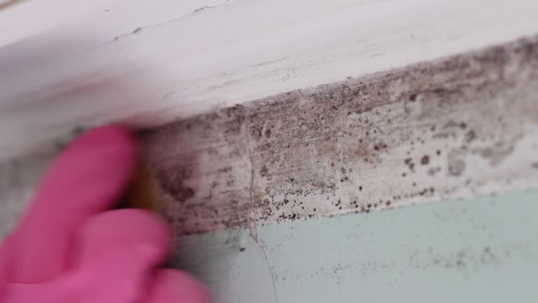 Best Water Damage & Mold Remediation  in Soldotna, AK